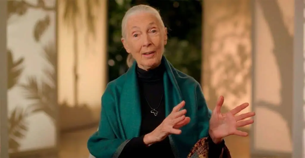 Jane Goodall talks about Dreams of Africa.